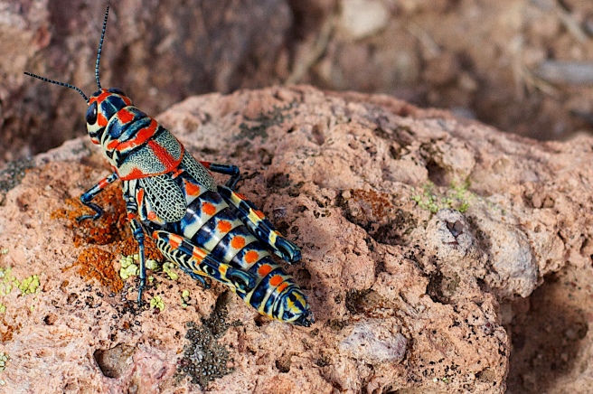 ornate-grasshopper